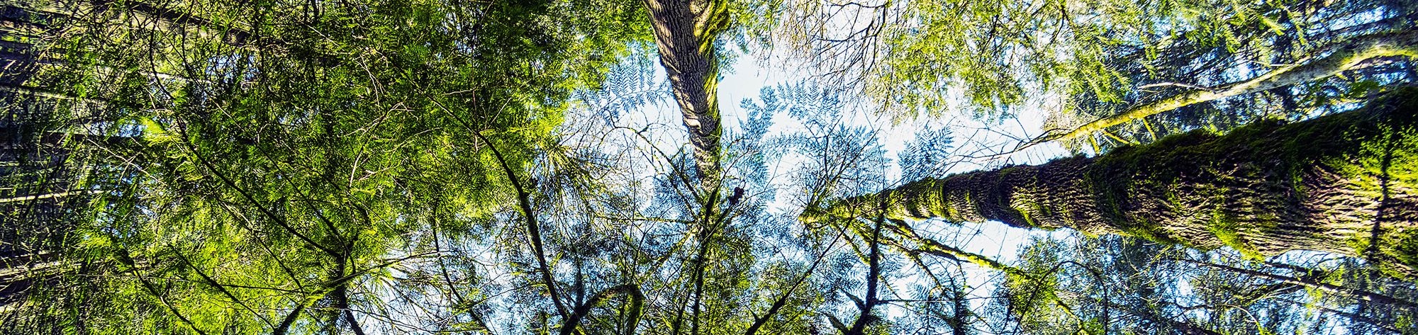 The lush and vibrant natural temperate rain forest of the Pacific Northwest on Bowen Island