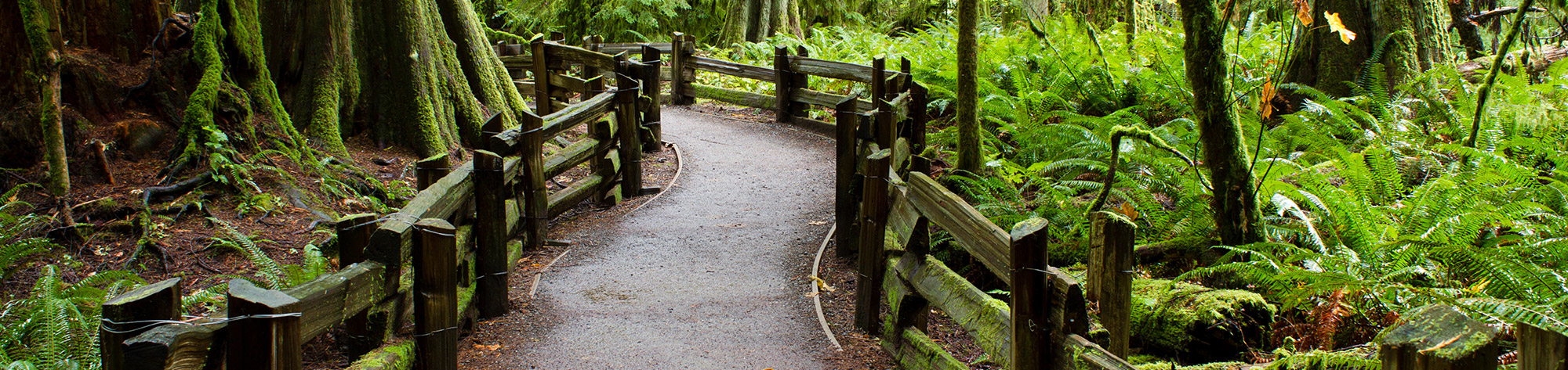 A walking path through MacMillan Provincial Park Cathedral Grove, Vancouver Island