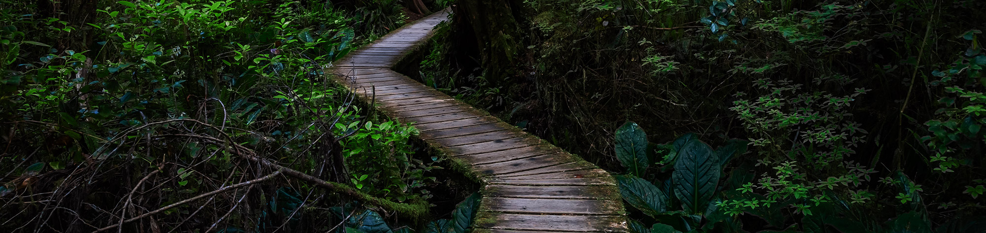 Scenic view of rainforest hiking trail in Pacific Rim National Park, British Columbia