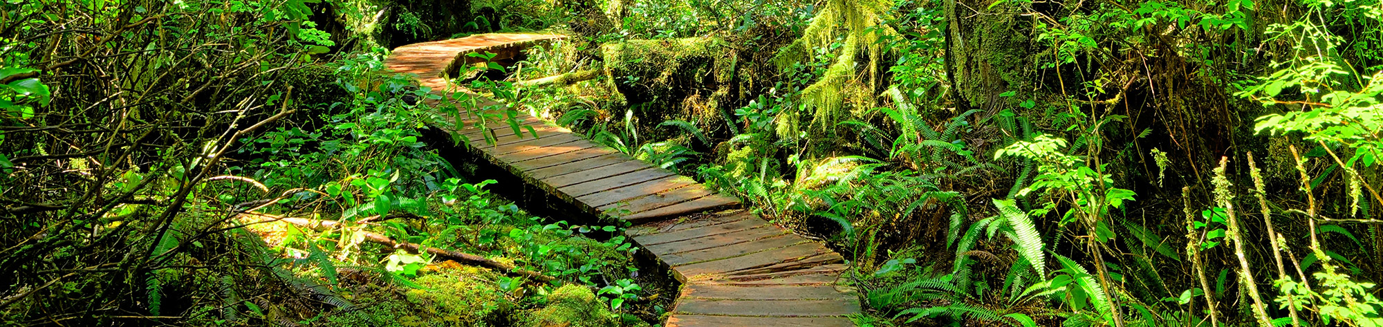 Hiking trail through the rainforest of Pacific Rim National Park, Vancouver Island, British Columbia, Canada